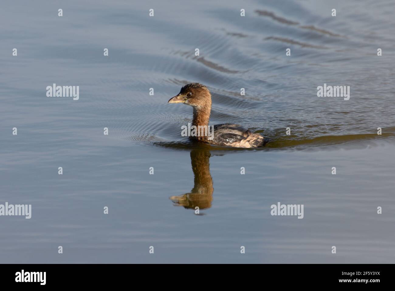 Pied-Billed Grebe im Nachmittagslicht, Farmington Bay WMA, Utah. Stockfoto
