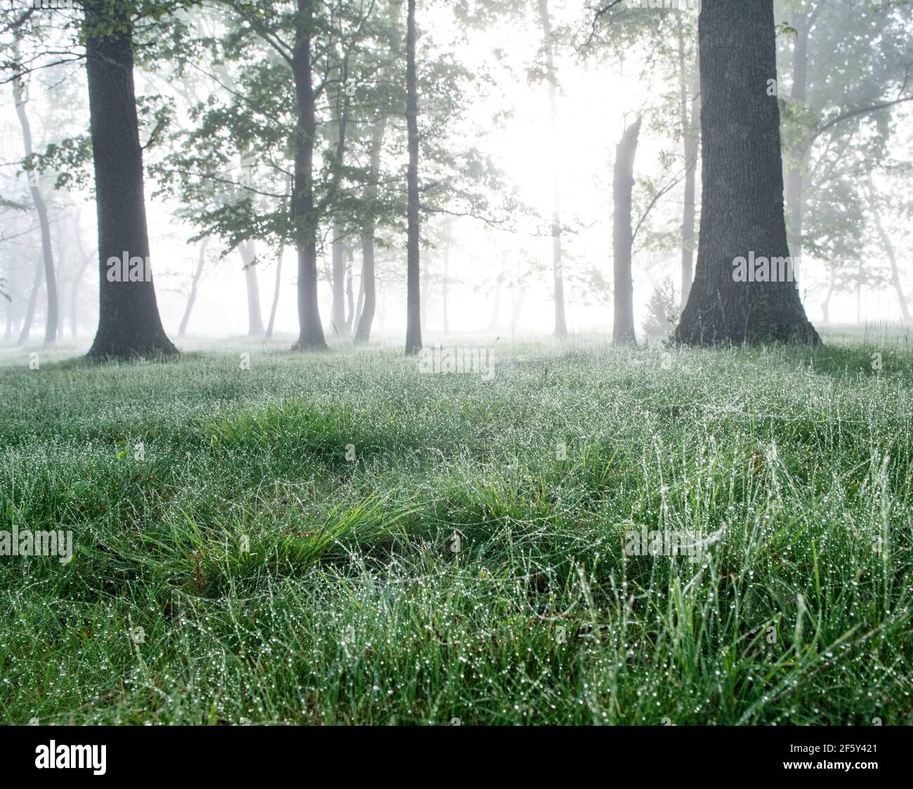 Grünes Gras, hohe Bäume und heller Foggy Forest im idyllischen Sonnenaufgang Stockfoto