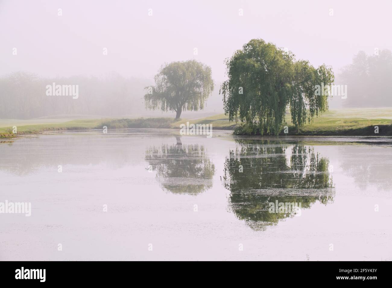 Lonely Tree spiegelt sich im Golfplatz Pond, PA Stockfoto