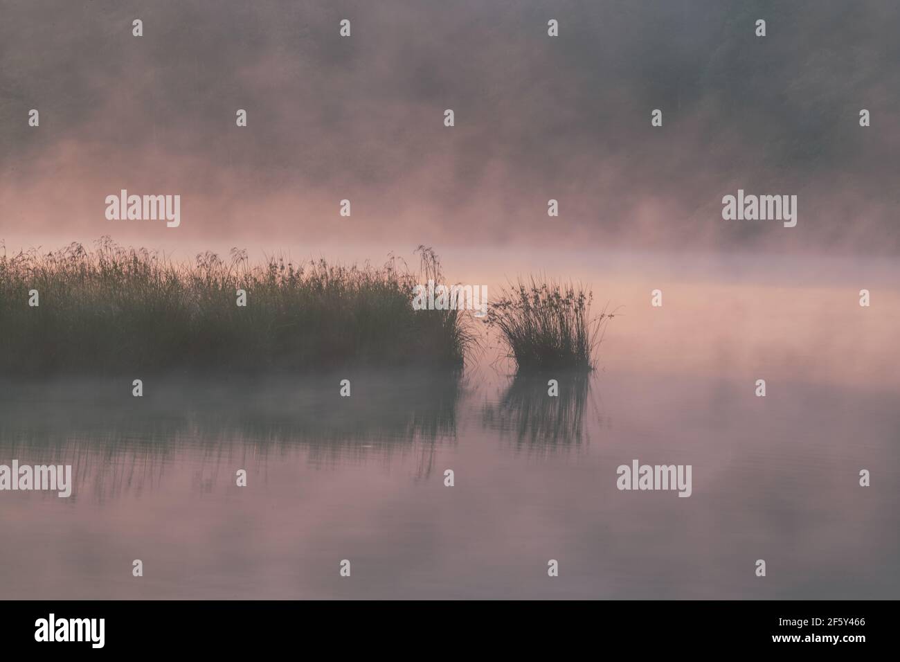 Gras spiegelt sich im idyllischen WV Lake während des Foggy Colourful Sunrise Stockfoto