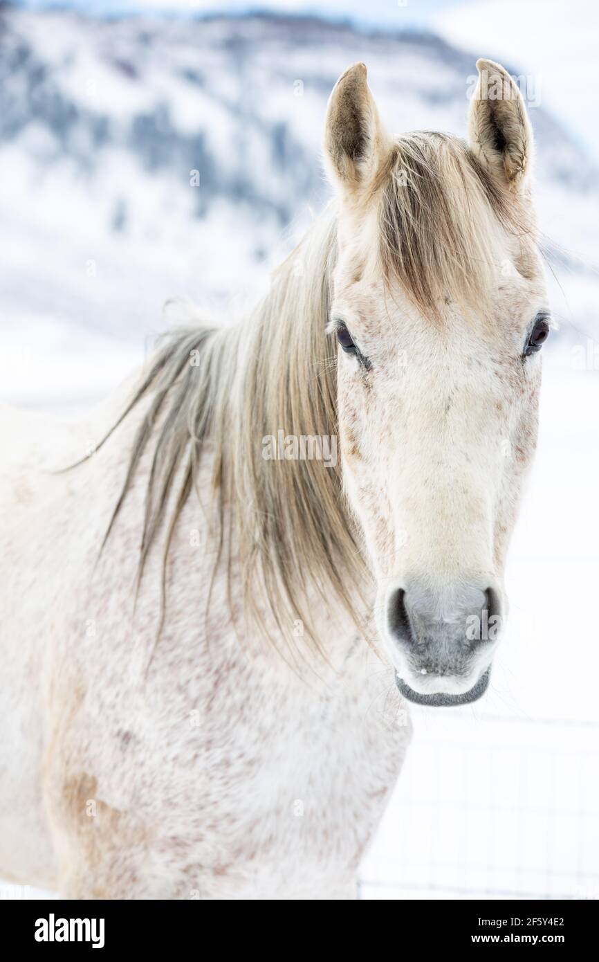 Weißes arabisches Pferd, das im Schnee steht Stockfoto