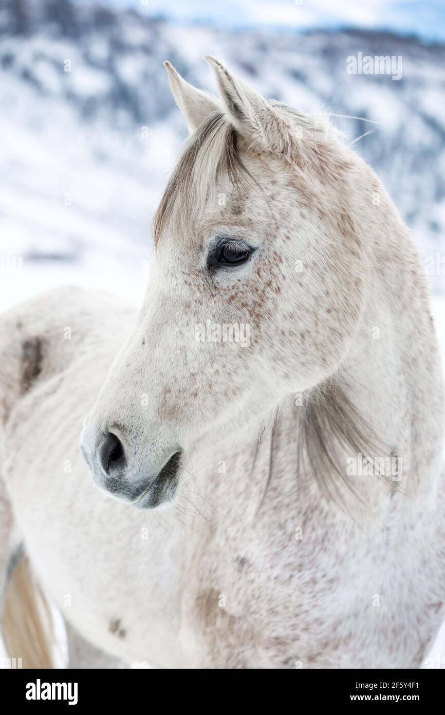 Graues arabisches Pferd im Stehen im Schnee mit Bergen Im Hintergrund Stockfoto