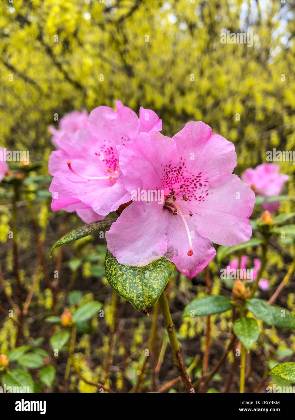 Der koreanische Rhododendron (Rhododendron mucronulatum) ist eine  Rhododendron-Art, die in Korea, der Mongolei, Russland und Teilen  Nordchinas beheimatet ist. Es ist ein Deci Stockfotografie - Alamy