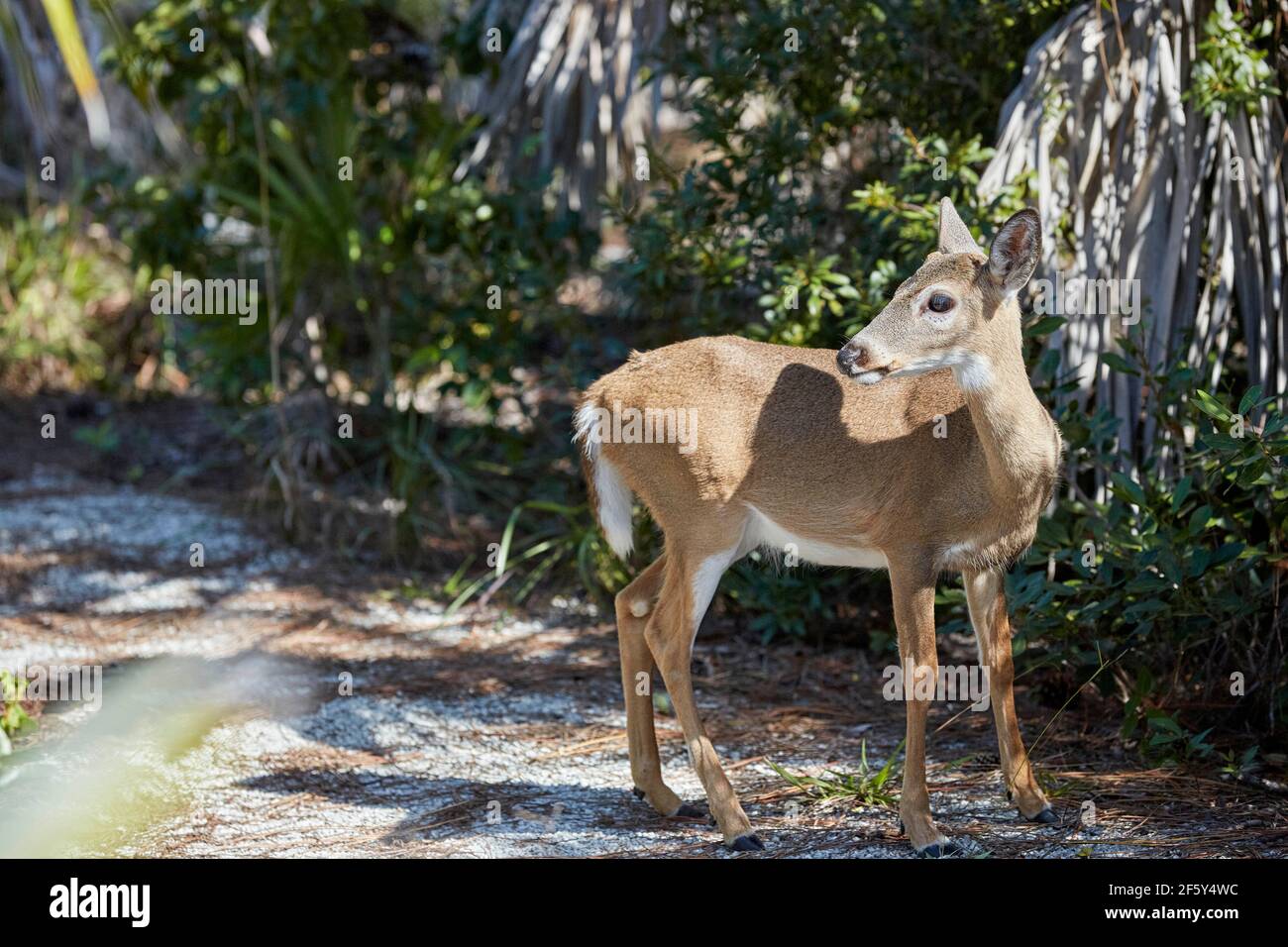 Odocoileus Virginianus Clavium auch als Key Deer auf Jack bekannt C Watson Trail auf Big Pine Key in Florida USA Stockfoto