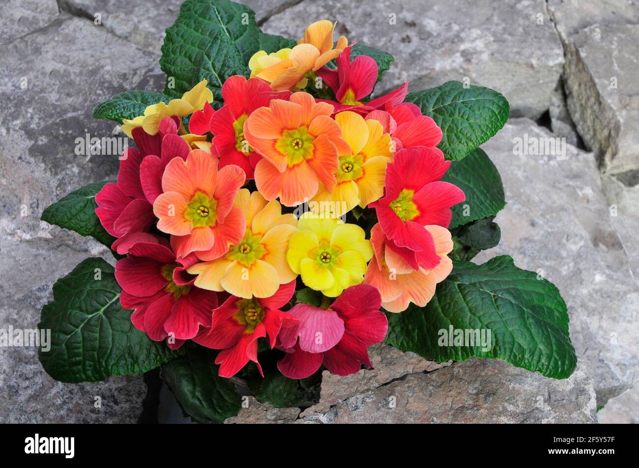Primula vulgaris Ringostar zeigt verschiedene Farben des roten rosa Pfirsichs Und gelb Dies ist eine halbimmergrüne winterharte Staude, die Blumen im späten Winter Stockfoto