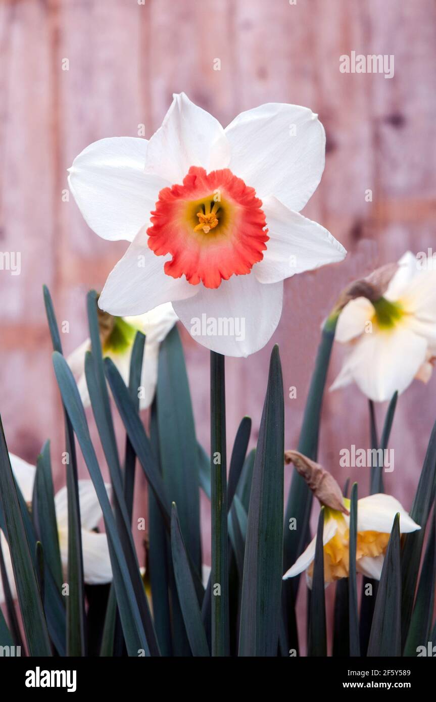 Nahaufnahme Detail von Narcissus Pink Charm im Frühjahr. Pink Charm ist ein weißer & lachsrosa Division 2 große kuppelige voll winterhart Frühjahr blühenden Narzissen Stockfoto