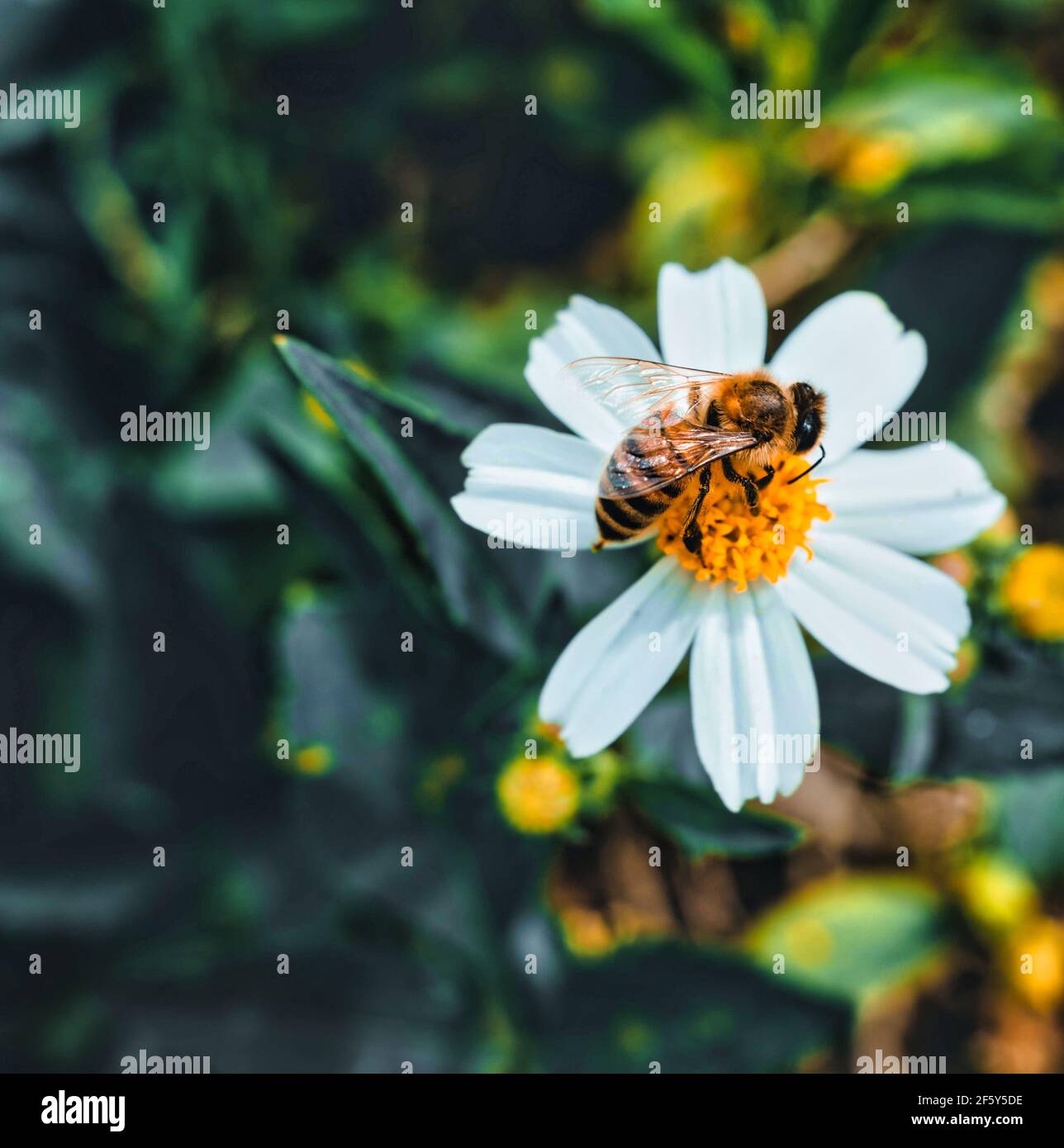 Bienenblume schöne niedliche Farbe gelb Stockfoto