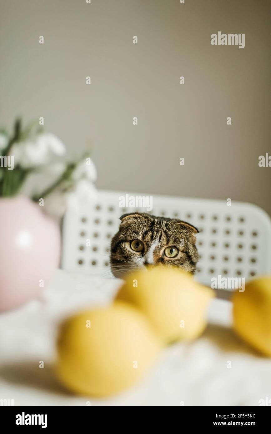 Home Katze sitzt auf einem Stuhl mit Zitrusfrüchten. Stockfoto