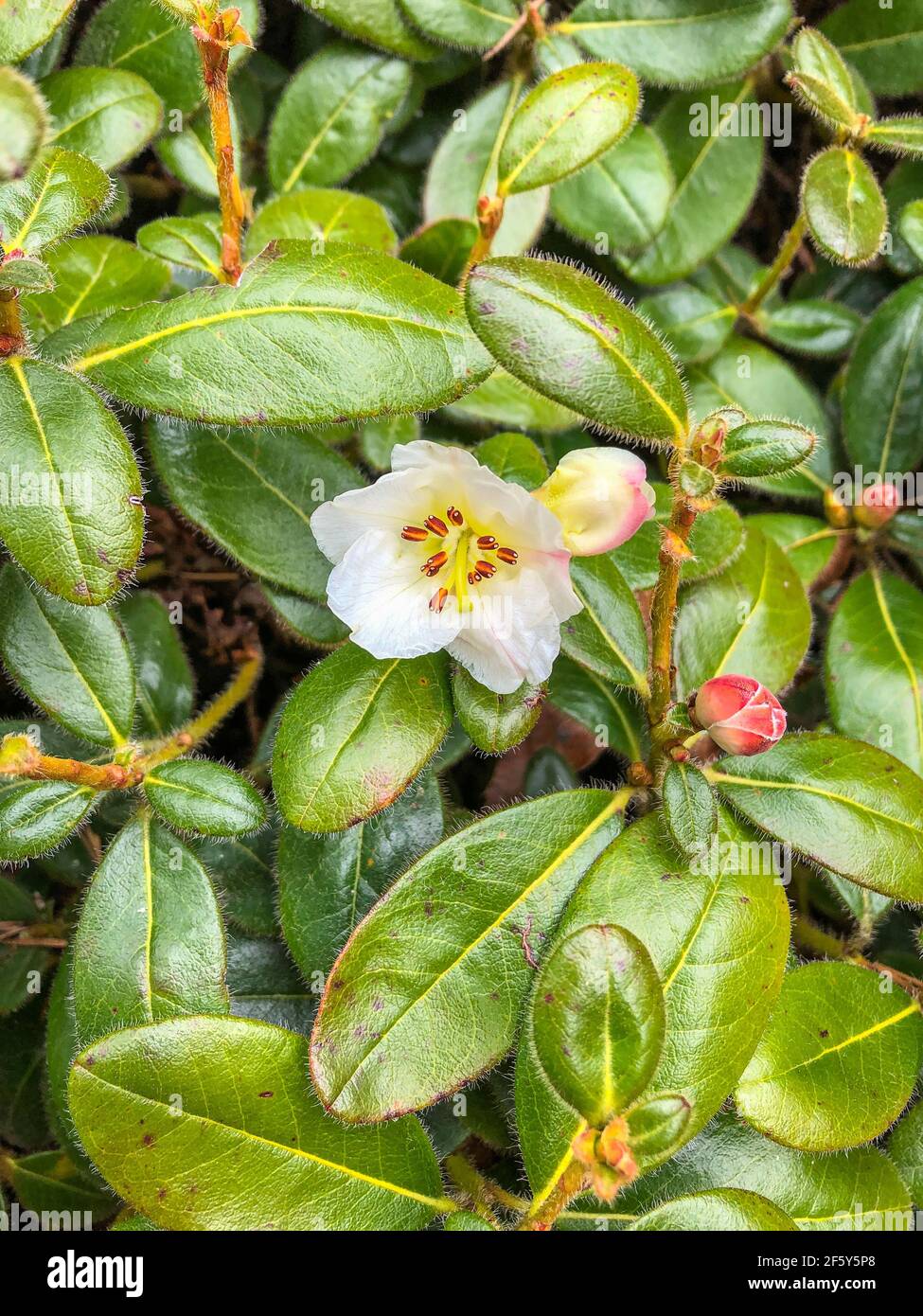 Junge Rhododendron Frhling Triebe und Bltenknospen Stockfotografie - Alamy