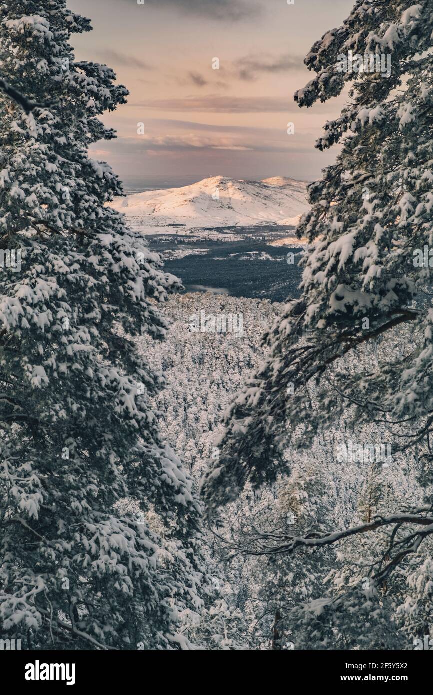 Berg schneebedeckten Gipfel in der Ferne und Pinien mit Schnee bedeckt im Vordergrund, Sierra de Guadarrama Stockfoto