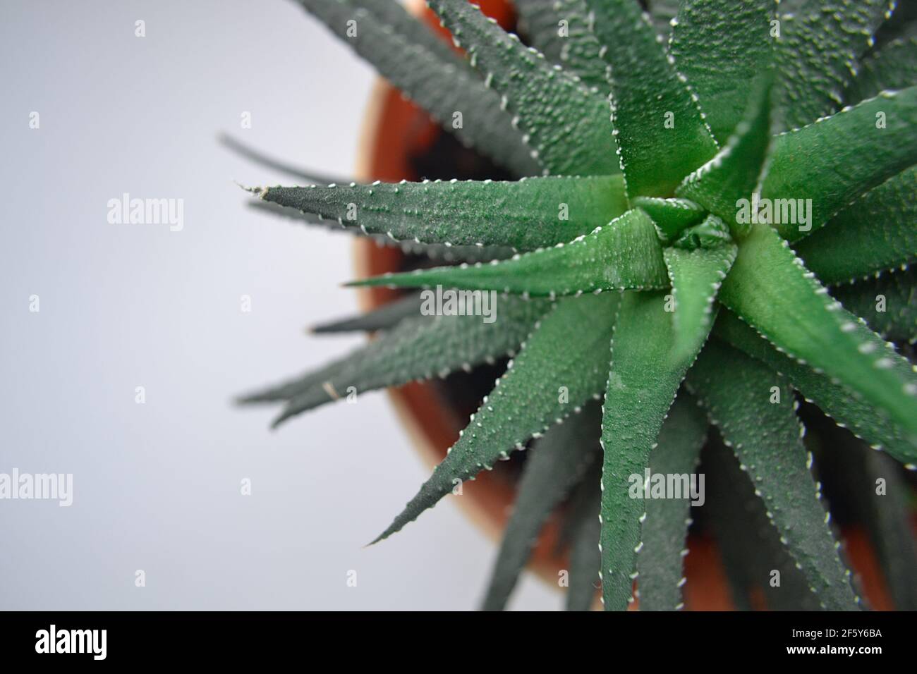 Nahaufnahme der grünen Hausblume Stockfoto