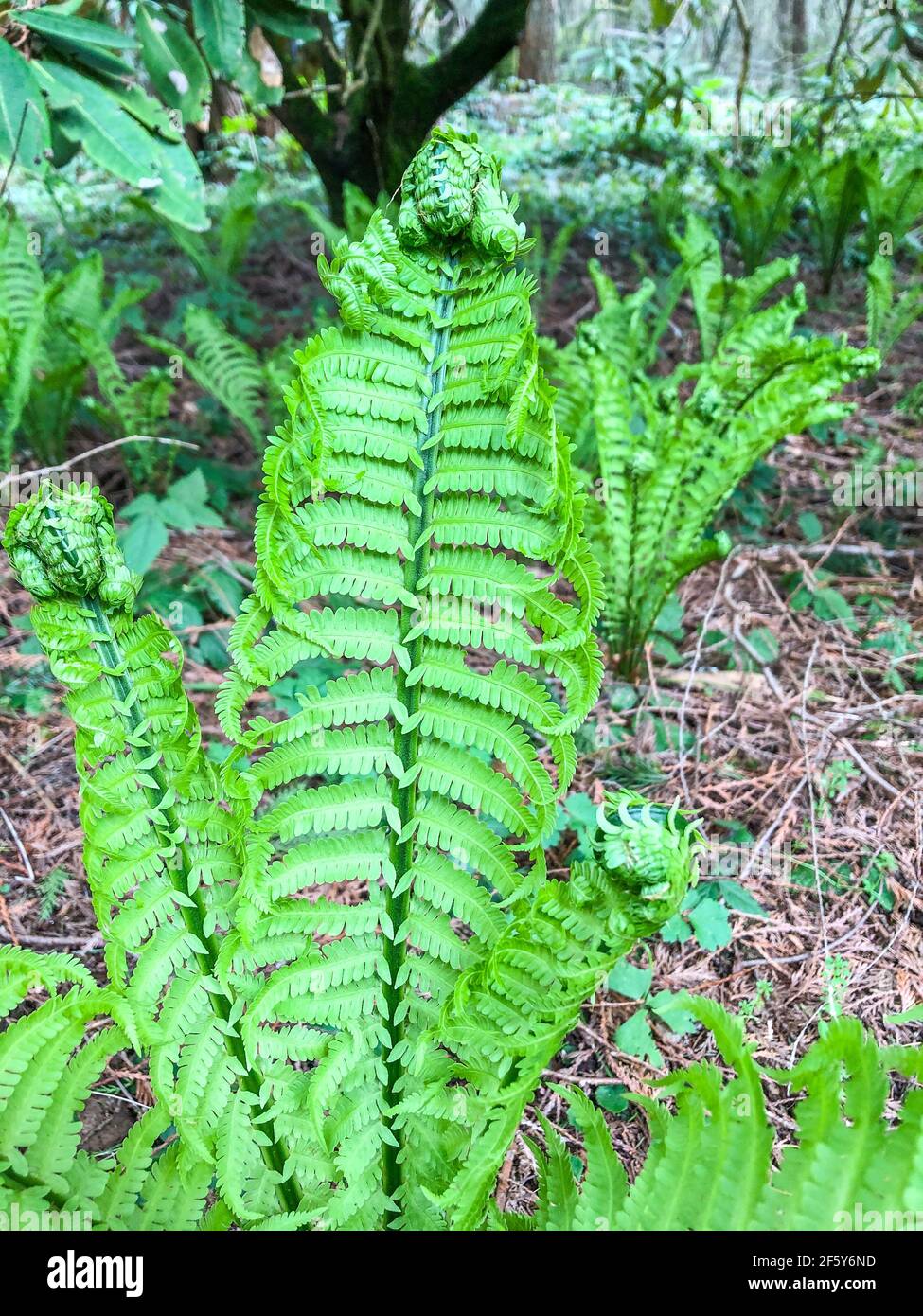 Alpenfarn (Dryopteris wallichiana) ist eine robuste Art von Laub- oder  Halbimmergrnen aus der Familie Dryopteridaceae, die im Himalaya beheimatet  ist Stockfotografie - Alamy