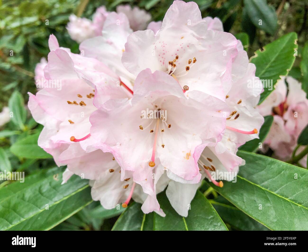Rhododendron principis ist ein kleiner, immergrner Baum mit ledrigen  Blttern und rosa Blten. Diese Art von Rhododendron wchst im offenen Wald  um 4,0 Stockfotografie - Alamy