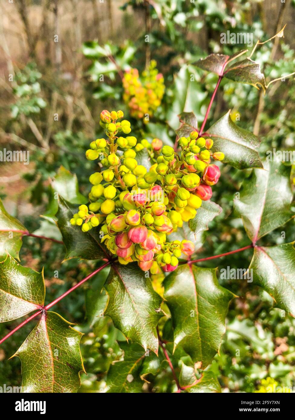 Gemeine Stechpalme (Ilex aquifolium) ist eine Art von Stechpalme, die in  West- und Sdeuropa, Nordwestafrika und Sdwestasien beheimatet ist  Stockfotografie - Alamy