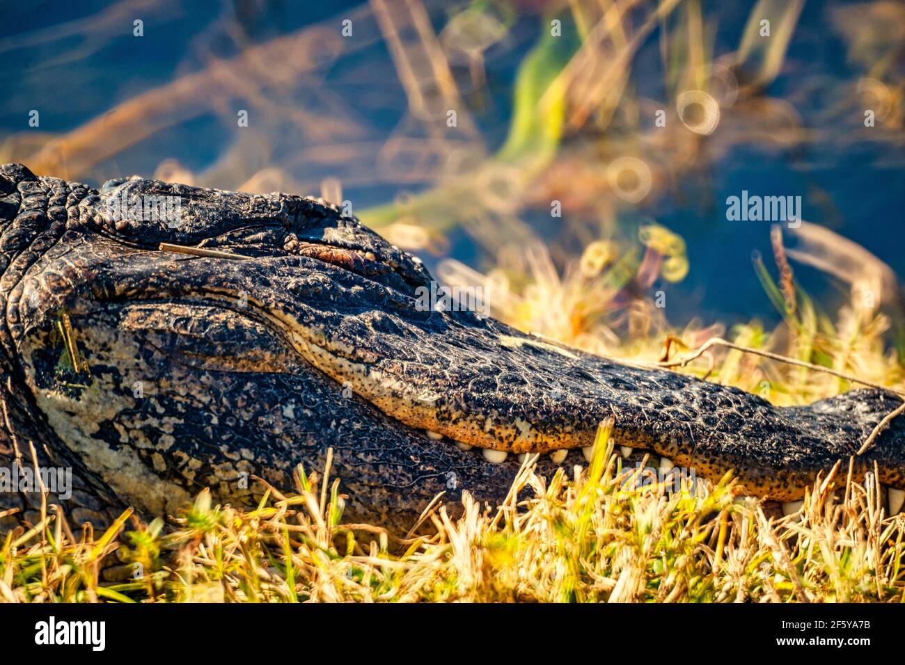 Nahaufnahme des Kopfes eines Alligators entlang einer Wasserstraße bei Shark Valley im Everglades National Park in Florida. Stockfoto