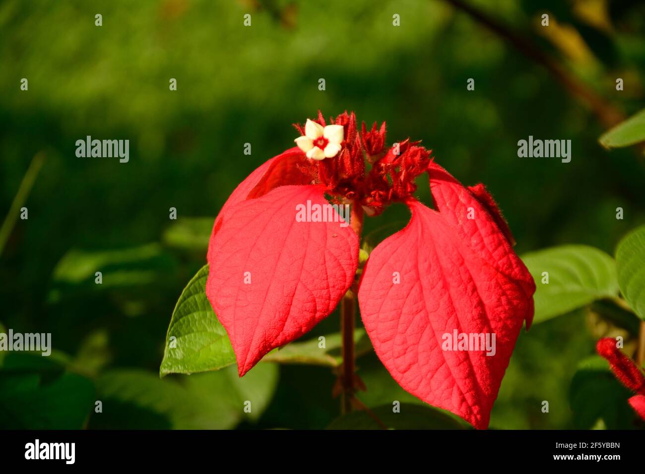 Mussaenda erythrophylla aka Red Flag Bush, tropischer Dogwood, jungfräulicher Baum - Mussaenda vermelha Stockfoto