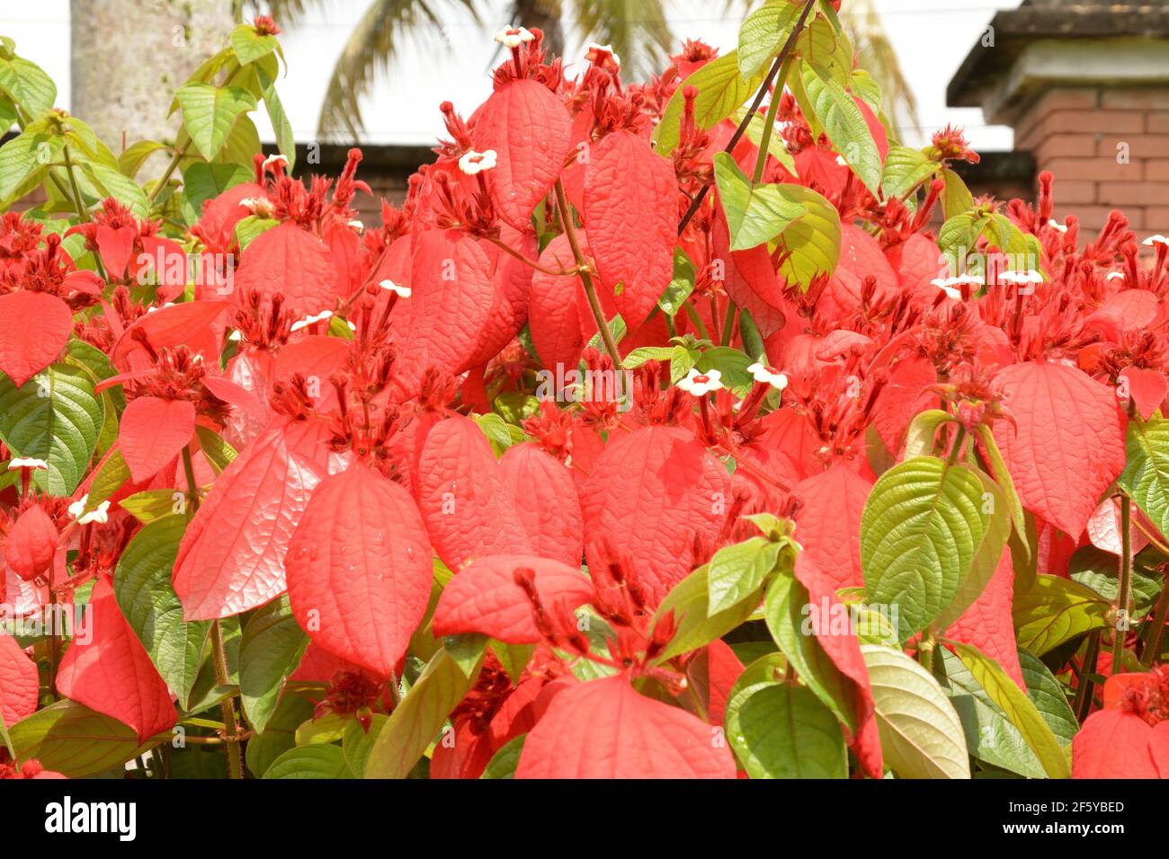 Mussaenda erythrophylla aka Red Flag Bush, tropischer Dogwood, jungfräulicher Baum - Mussaenda vermelha Stockfoto