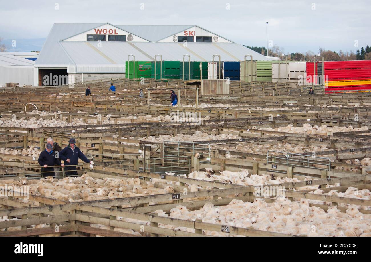 Feilding, Neuseeland - Juni 17th 2016: Feilding Livestock Salesyards. Stockfoto