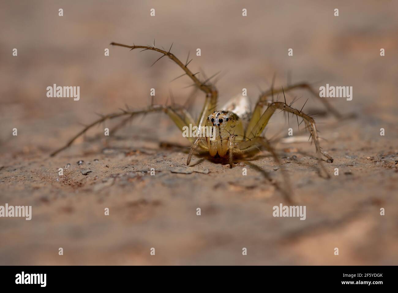 Gestreifte Luchs-Spinne der Art Oxyopes salticus Stockfoto