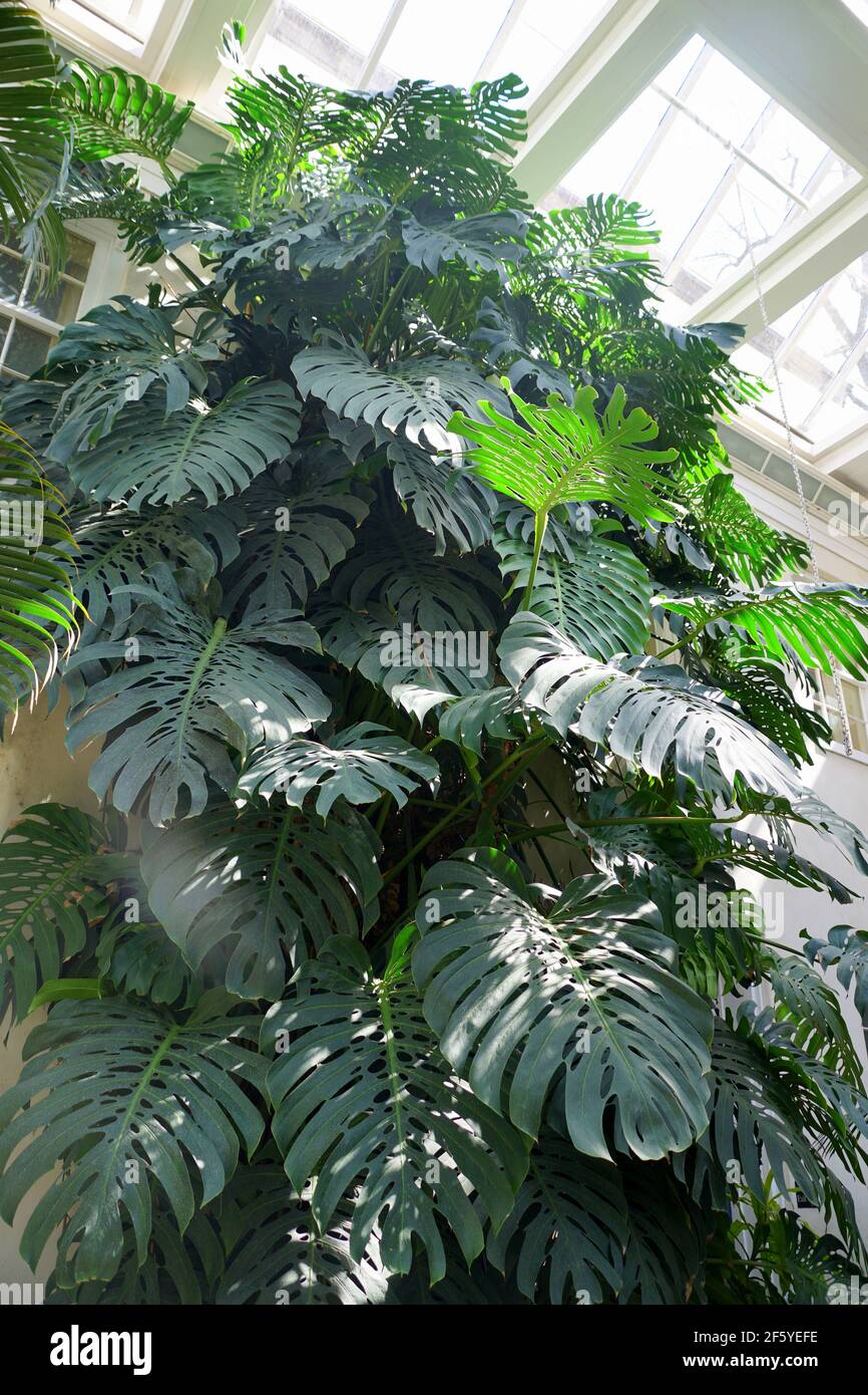 monstera moonlight Monstera deliciosa Variegata albo 
