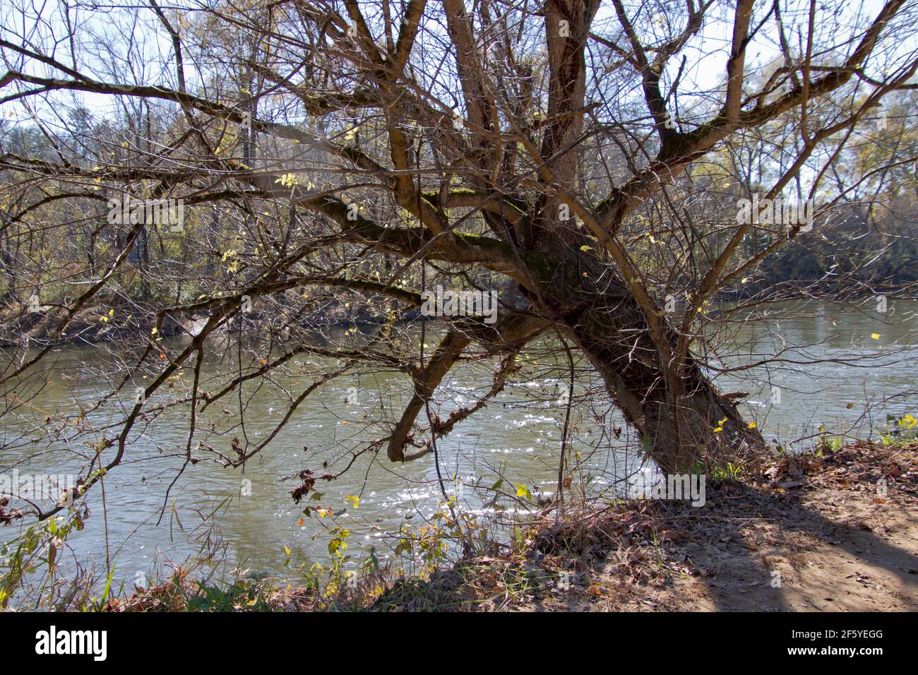 Ein geknurrter alter Baum am Flussufer lehnt sich schief über den Fluss Hartnäckig das Flussufer mit seinen Wurzeln ergreifend Stockfoto