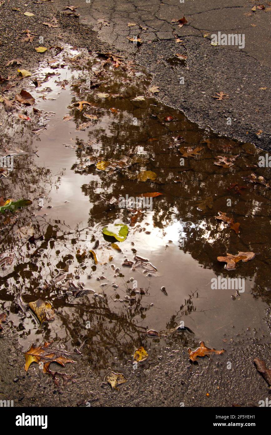 Eine große Schlammpfütze mit bunten Herbstblättern, die schweben, frisst sich an einer alten, geknackten Asphaltstraße ab und erodiert sie weiter Stockfoto