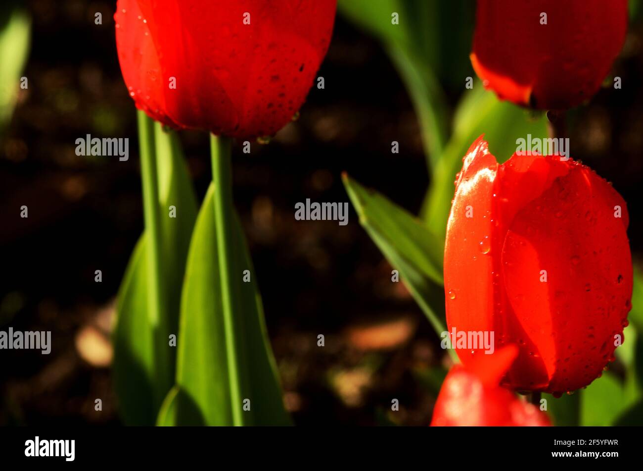 Romantische rote Tulpenblüte aus nächster Nähe. Von der Morgensonne geküsst, viivid, mit Farbe und lebenstiefen Rottönen, Grüns aus nächster Nähe im Garten. Stockfoto