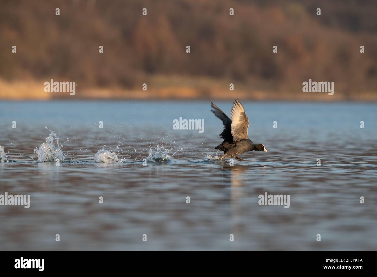 Eurasischer Ruß (Fulica atra) mit ausgestreckten Flügeln läuft auf Wasser. Schwarzer Vogel Rutenente läuft auf See Stockfoto