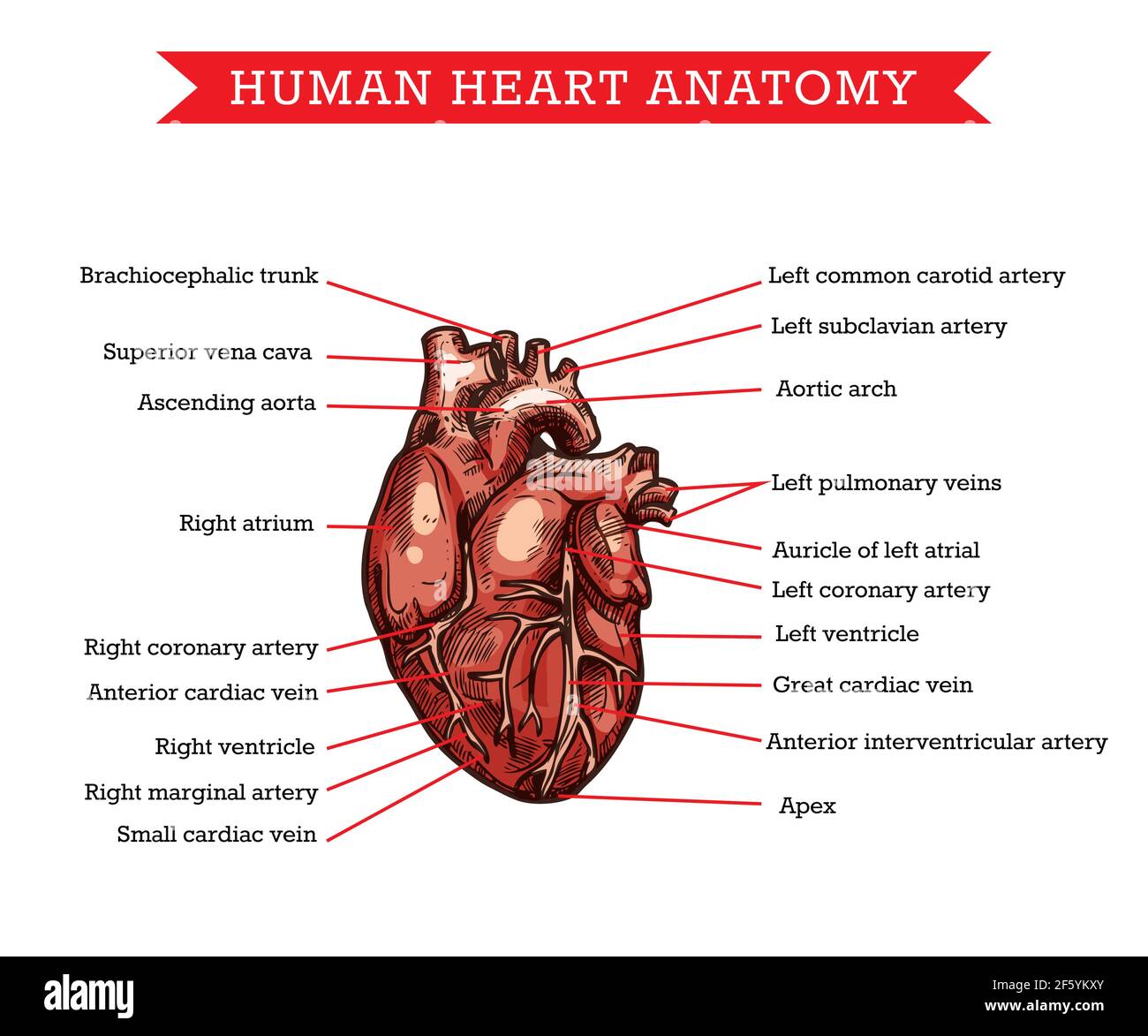Menschliche Herzanatomie, Vektor-Skizze Medizin Beihilferegelung von Körperorganteilen Namen, Kardiologie Behandlung. Herzgravur mit Arterien und Herzvenen Stock Vektor