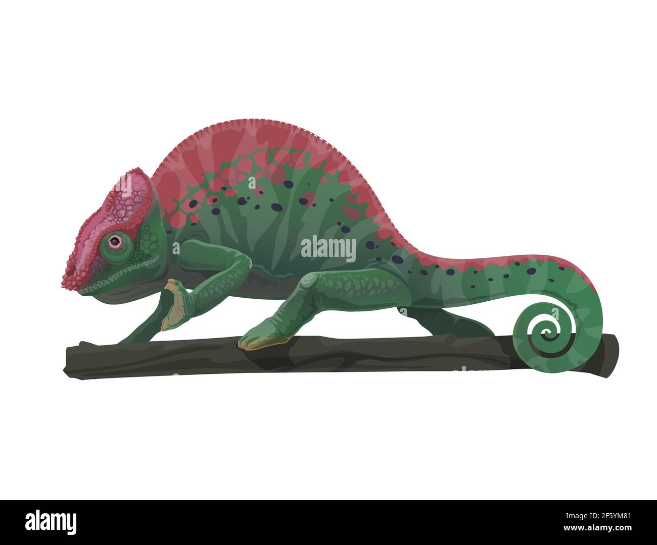 Chamäleon Eidechse Tier auf Baum Zweig Vektor-Design von Cartoon Reptil mit grünen Tarnung Hautmuster, schwarze und violette Flecken, gebogenen Schwanz, Beine. Stock Vektor