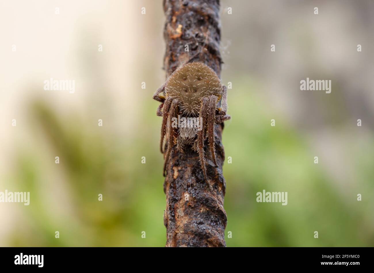 Tarantula Spider auf Stahl Stockfoto