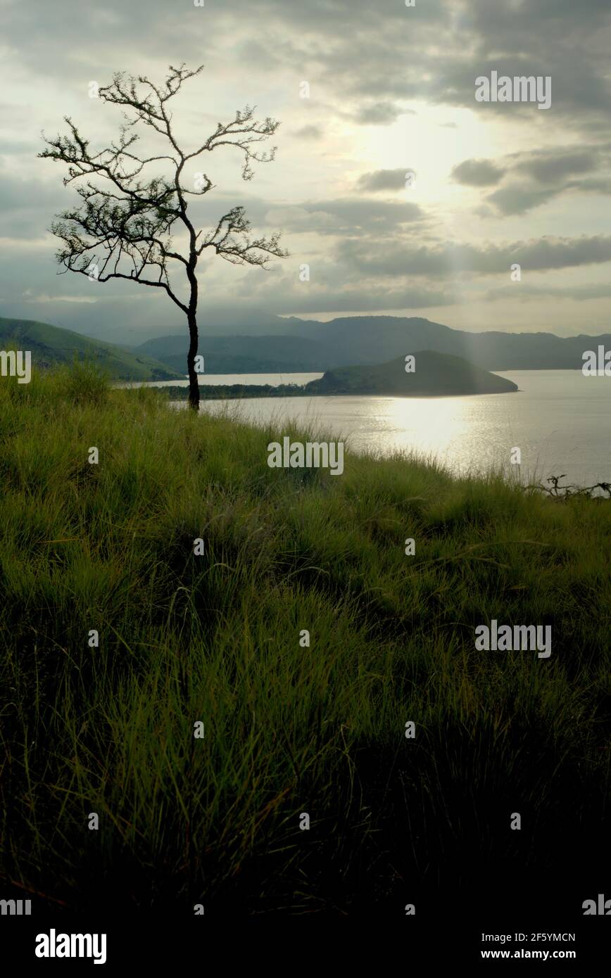 Ein Baum auf einem Grasland auf dem Küstenhügel von Kajuwulu in der Nähe von Maumere, Flores Island, East Nusa Tenggara, Indonesien. Stockfoto