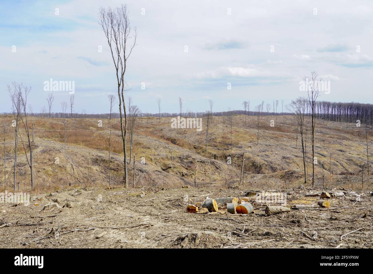 Industrielle Entwaldung im Frühjahr Stockfoto