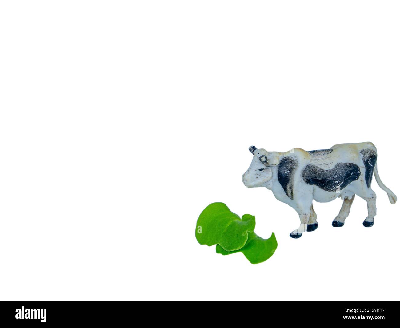 Tier weiße Kuh mit schwarzen Flecken frisst grünes Gras. Viehkuh. Grünes Gras. Viehzucht. Viehzucht. Landwirtschaft. Rinder. Milchviehbetrieb. Milchprodukte Stockfoto
