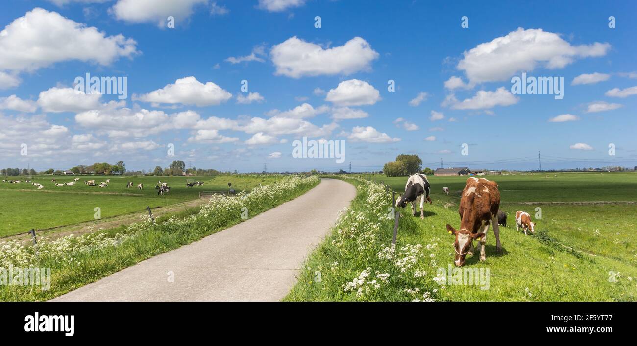 Panorama der Holsteinkühe auf einem Radweg bei Groningen, Niederlande Stockfoto
