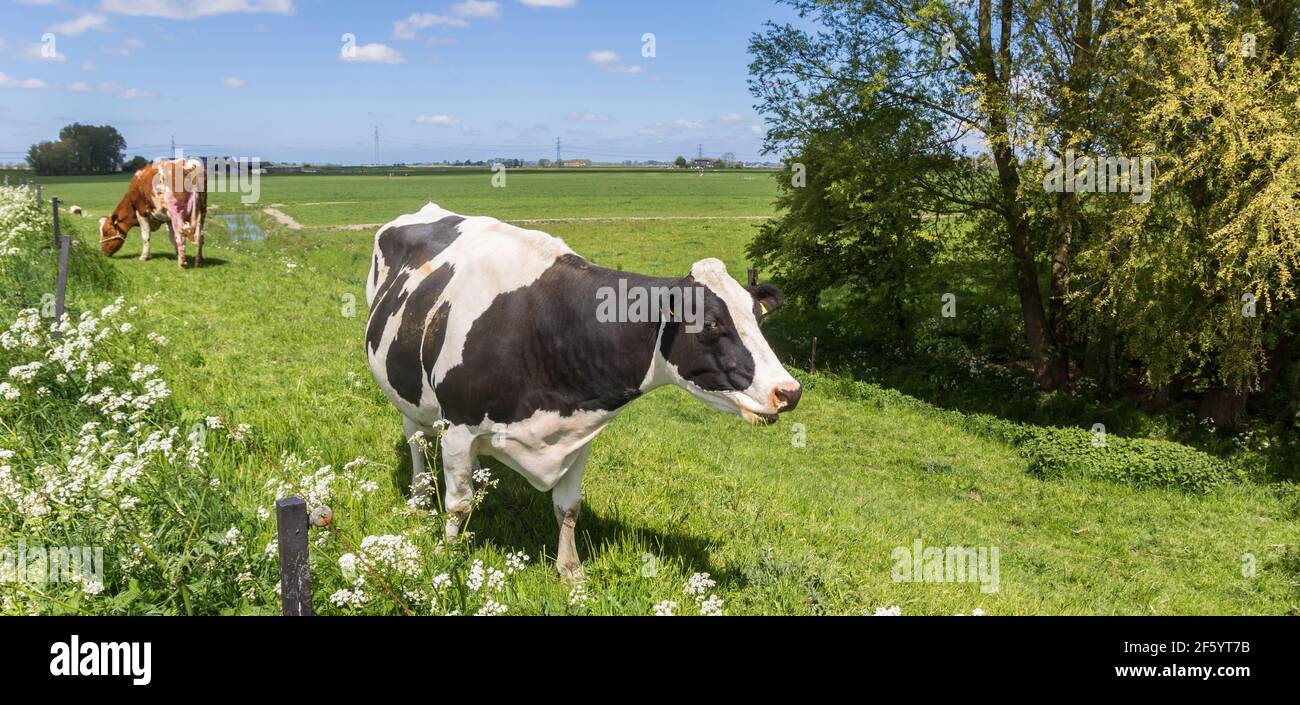 Panorama einer schwarz-weißen Holsteinkuh auf dem Deich bei Groningen, Holland Stockfoto