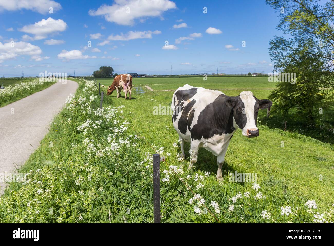 Schwarz-weiße Holstein-Kuh auf einem Radweg bei Groningen, Niederlande Stockfoto
