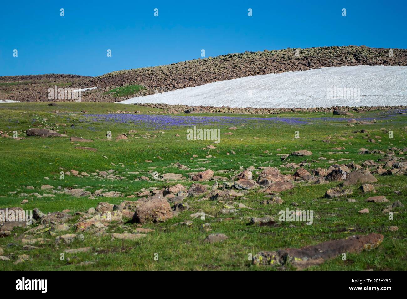 Vulkanische Hänge des höchsten Berges in der Republik Armenien, Mount Aragats, mit grünem Gras, Schnee und wilden Blumen Stockfoto