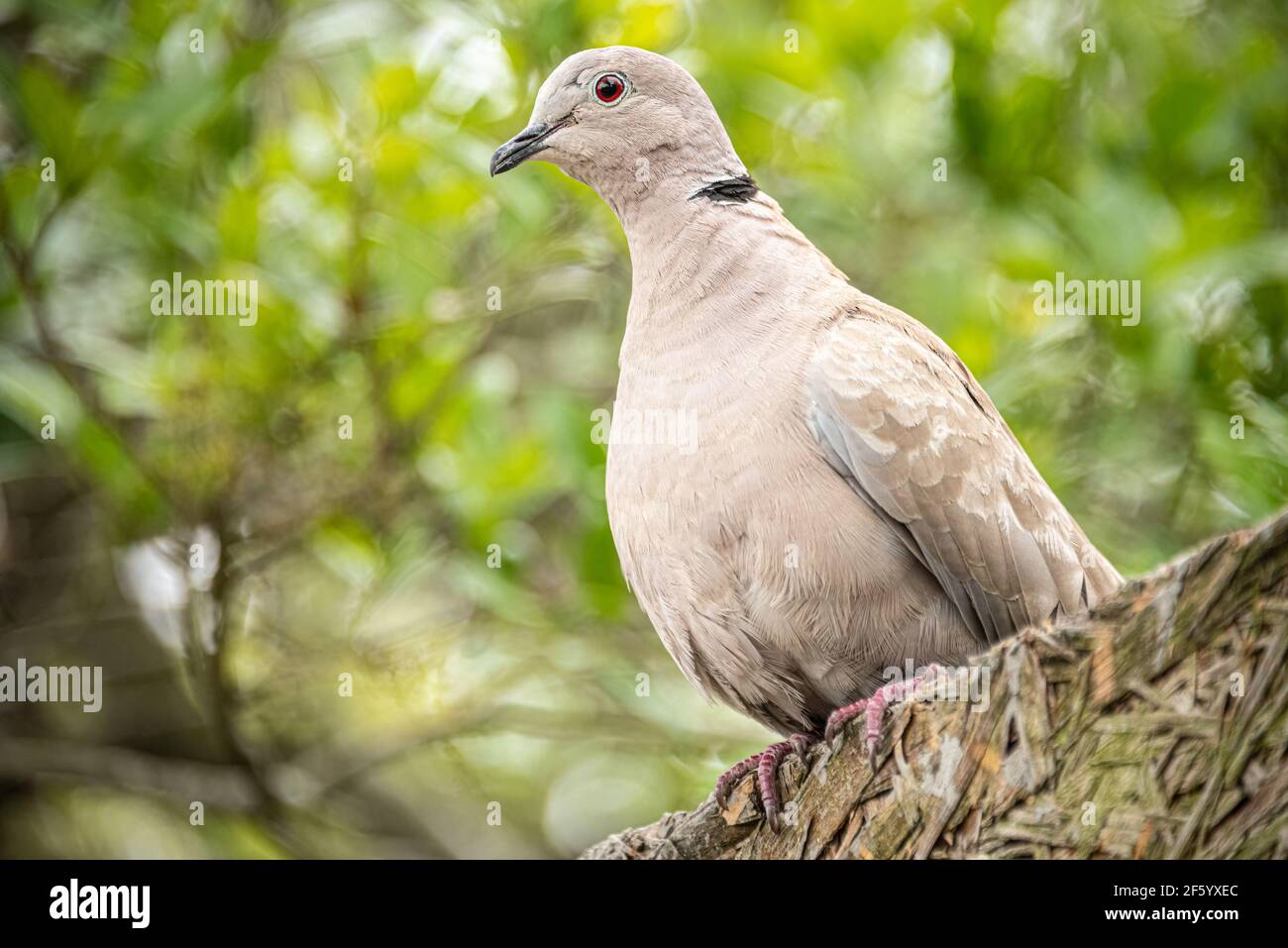 Eurasische Halsbandtaube (Streptopelia decaocto) in St. Augustine, Florida. (USA) Stockfoto