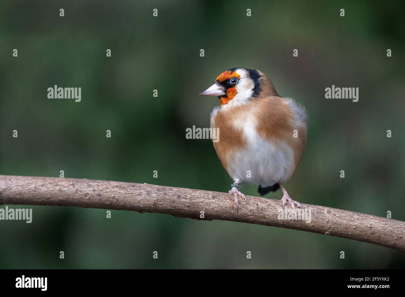 Ein Goldfink. carduelis, thront auf einem hölzernen Ast, der nach links schaut Stockfoto