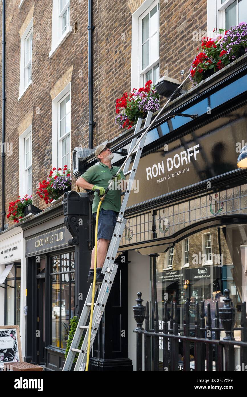 Mann auf einer Leiter Bewässerung Sommer Blume Vitasten auf Ladenfronten in Blandford Street, Marylebone, London, England, Großbritannien Stockfoto