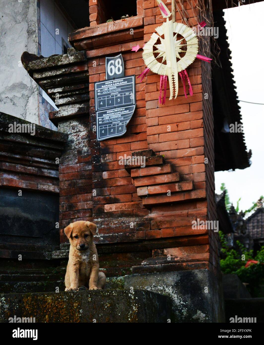 Ein süßer Welpe in Bali, Indonesien. Stockfoto