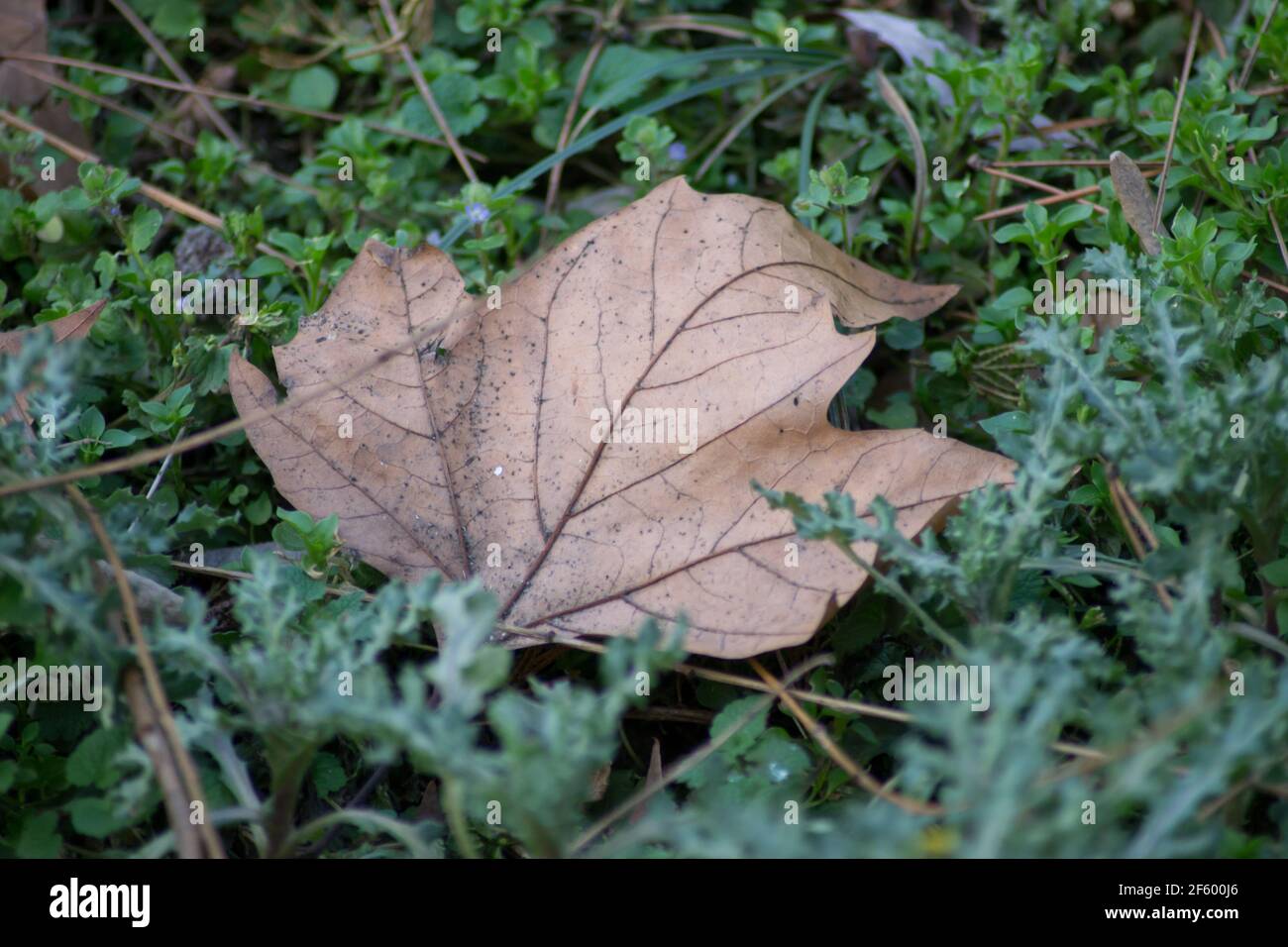 Frühfrühlingszeit, gefallenes Herbstblatt auf grünem Grasgrund, braun getrocknetes Laub auf dem Boden, Wiese, Schönheit in der Natur Stockfoto