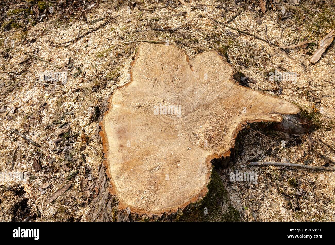 Ein Baumstamm mit Jahresringen. Holzstruktur. Stockfoto