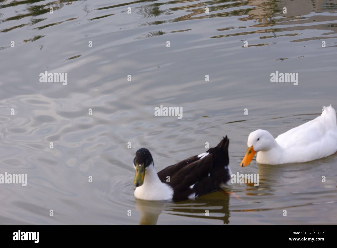 Schwarz-Weiß-Enten Schwimmen in Lake at Park Stockfoto