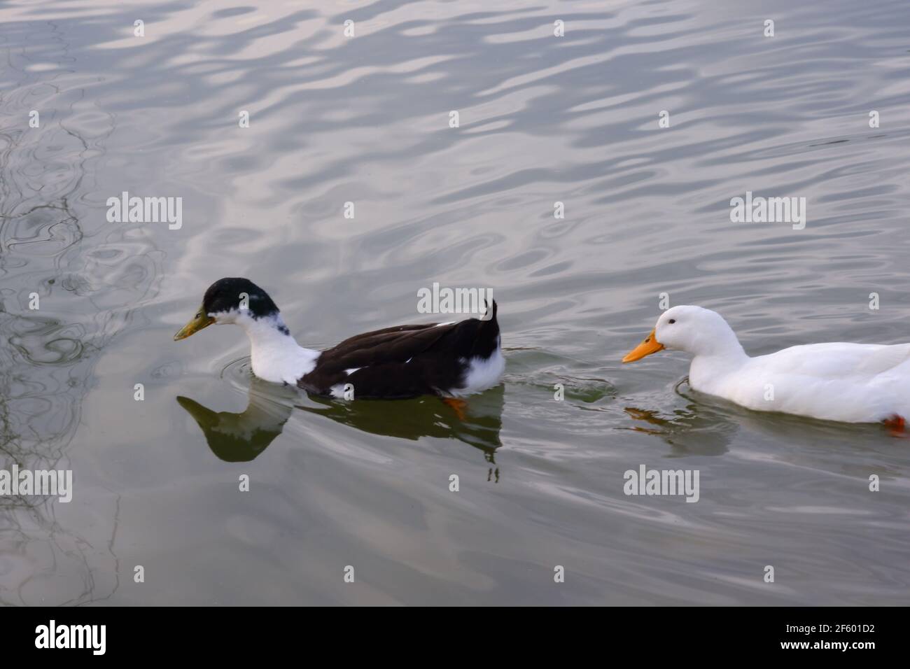 Black and White Ducks Schwimmen See im Park Stockfoto