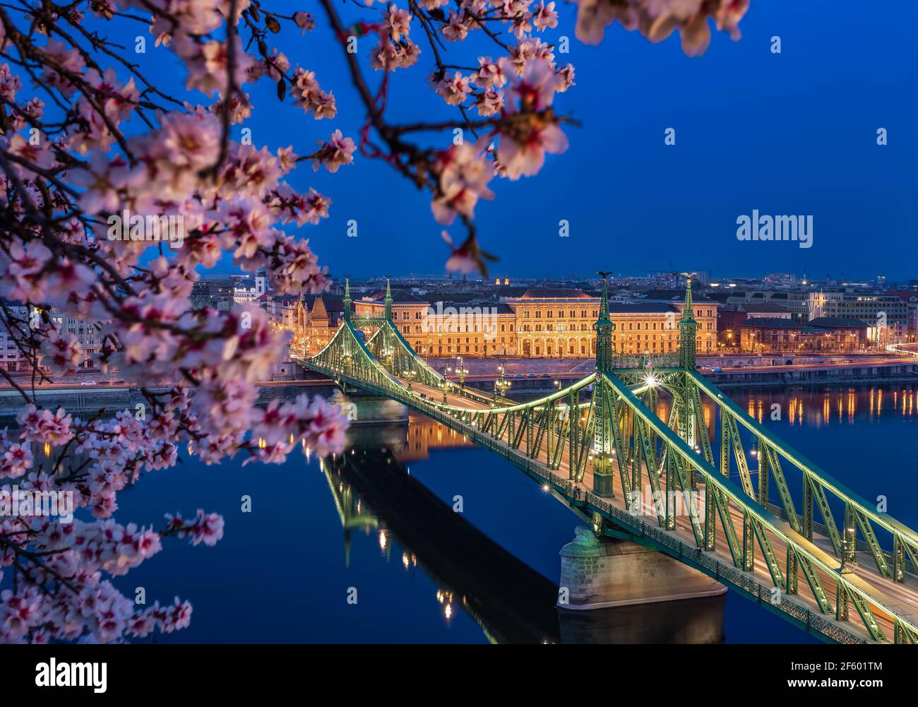 Budapest, Ungarn - beleuchtete Freiheitsbrücke über die Donau in der Abenddämmerung mit Kirschblütenbaum im Vordergrund vom Gellert-Hügel aufgenommen. Frühling hat ar Stockfoto