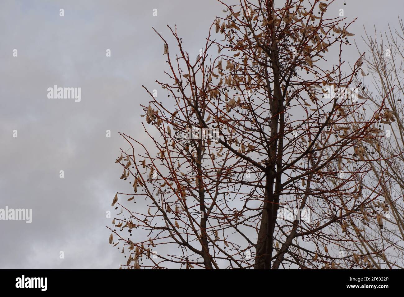 Baumspitze ohne Blätter im Herbst bei bewölktem Wetter Stockfoto
