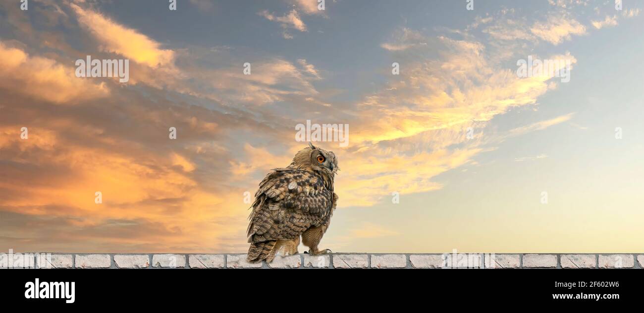 Panorama einer Adlereule. Setzen Sie sich auf den Grat einer Wand. Vogel schaut zurück, die roten Augen starren auf dich. Schöner dramatischer blauer und gelber Himmel mit Wolken i Stockfoto