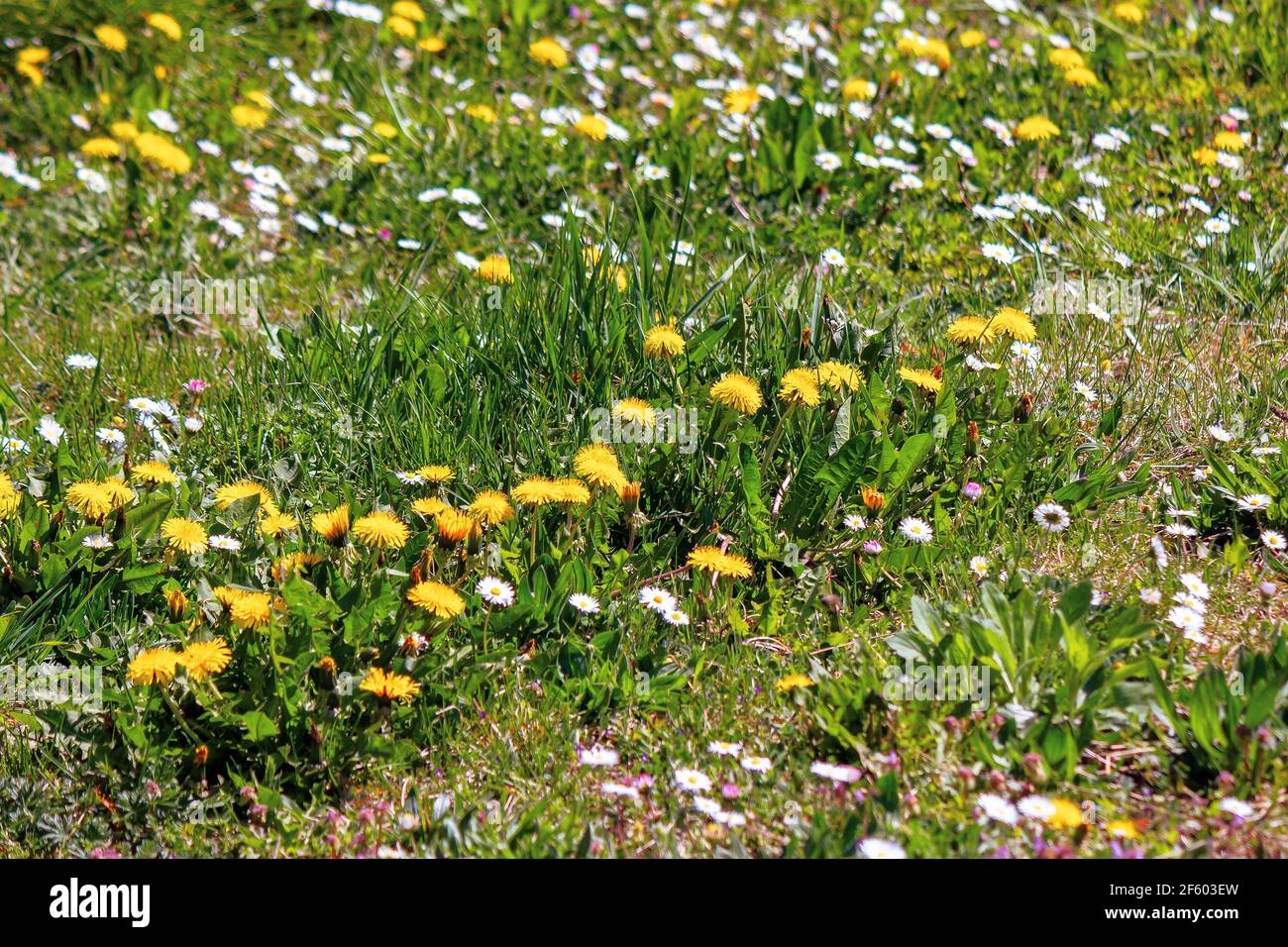 Löwenzahn und Daisen schließen auf dem grünen Rasen. Frühling Natur Hintergrund. Unkräuter Wachstum Problem Konzept Stockfoto
